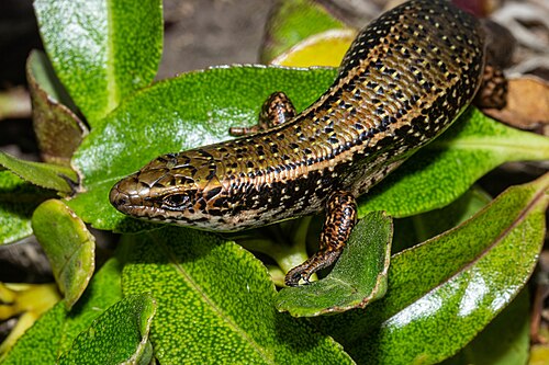 Picture of Canterbury Spotted Skink