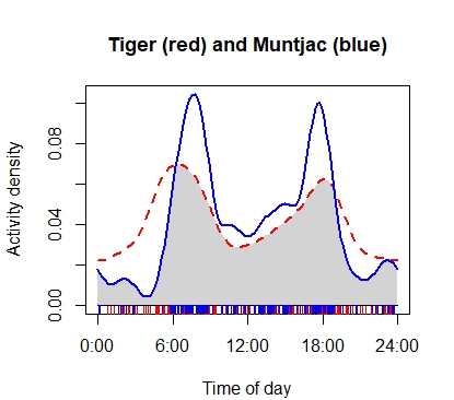 Tiger and mntjac activity patterns